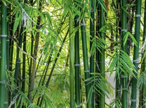 APBN 2022 : Institut Bambu ajukan dana tambahan $500 ribu