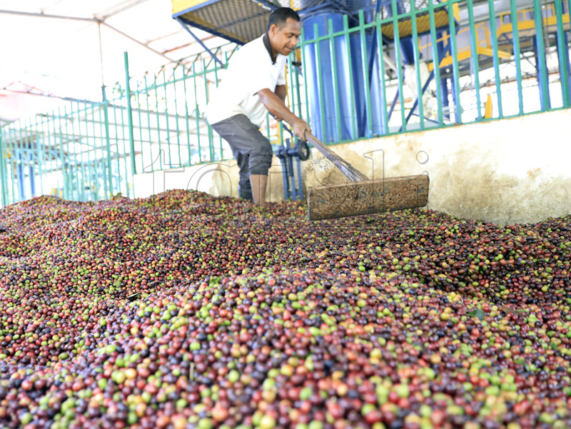 2021, PARCIC bantu petani TL ekspor 111 ton kopi ke Jepang