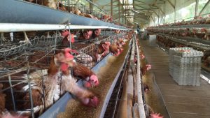 Perusahaan Gracia Farm asal Timor-Leste import ayam petelur dari Indonesia   