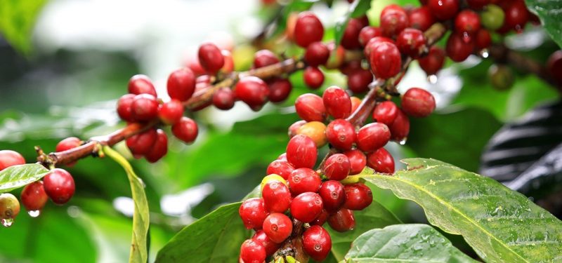 Presiden Horta : dukungan ADB tingkatkan produksi kopi sangat penting