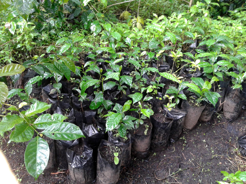 Pemerintah targetkan tanam bibit kopi pada 500 hektar lahan tanah 
