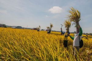 Panen padi, Pemerintah ingin menjawab krisis pangan dalam negeri   