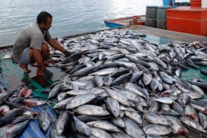 SEA  : Illegal fishing, Timor-Leste rugi $300 juta per tahun