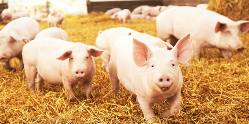 Pemerintah hentikan impor daging babi dari tiga negara