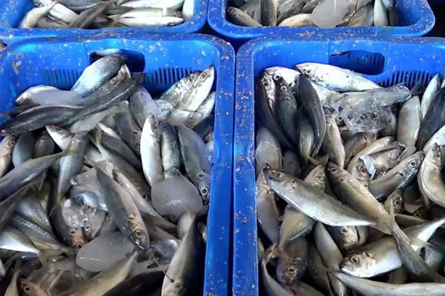 Pemerintah Timor-Leste ekspor 1.500 ton ikan ke luar negeri