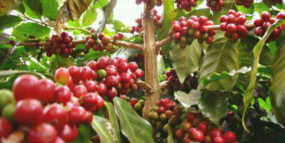 Delapan ribu perkebunan kopi di enam kotamadya akan direvitalisasi
