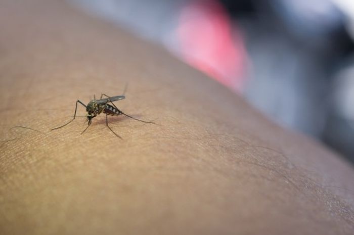 Hari Malaria Sedunia, Kemenkes imbau masyarakat cegah gigitan nyamuk