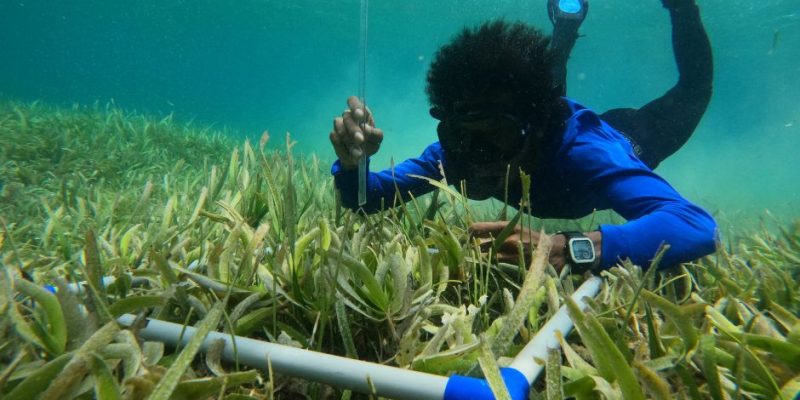 Blue Ventures dukung masyarakat bangun ketahanan ekosistem laut tropis di TL