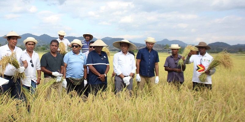 ACELDA panen padi seluas 20 hektar, MKAE–TradeInvest ikut berpartisipasi