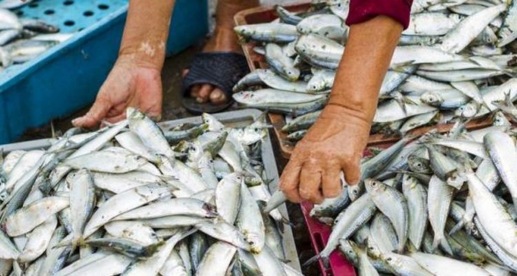 Selama 2018-2021, 338 ribu ton ikan hilang di laut Timor-Leste   