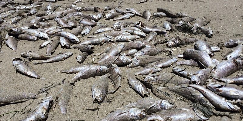 Ribuan spesies laut mati akibat ekspansi industri perikanan