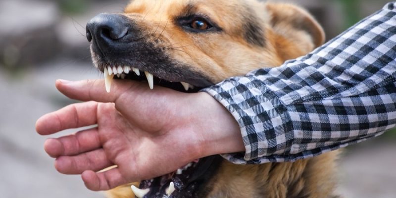 Angka gigitan anjing meningkat hingga 40 kasus di Oe-cusse