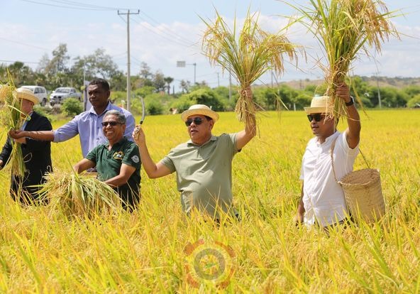 0,8 hektar Padi Hibrida dipanen, hasil kerjasama Hunan China- Manatuto