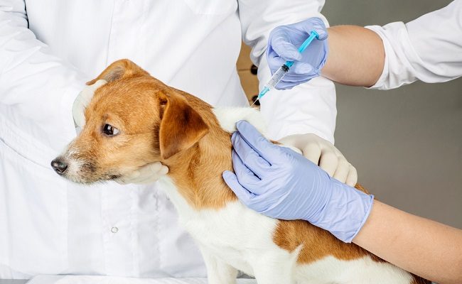 213.079 hewan divaksinasi sepanjang tahun 2024