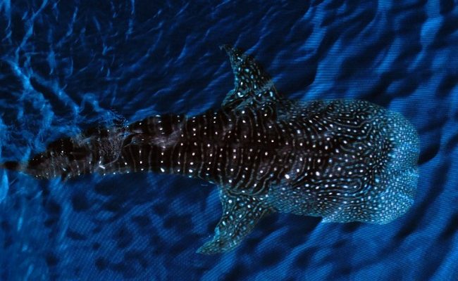 Pemerintah setujui kebijakan ekonomi biru dan aturan penelitian kelautan