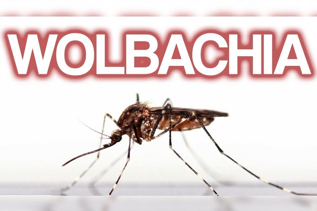 20 Agustus, Kemenkes – Menzies luncurkan metode ber-Wolbachia di Timor-Leste