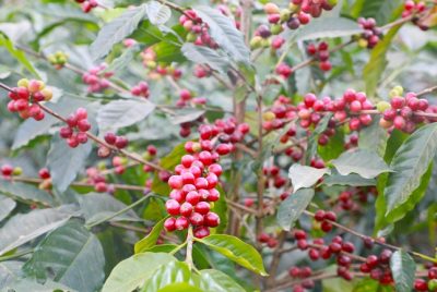 ADB sepakati dana hibah Perkuat Sektor Kopi Timor-Leste bertambah $4,95 juta