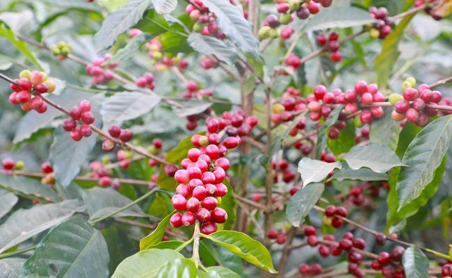 ADB sepakati dana hibah Perkuat Sektor Kopi Timor-Leste bertambah $4,95 juta