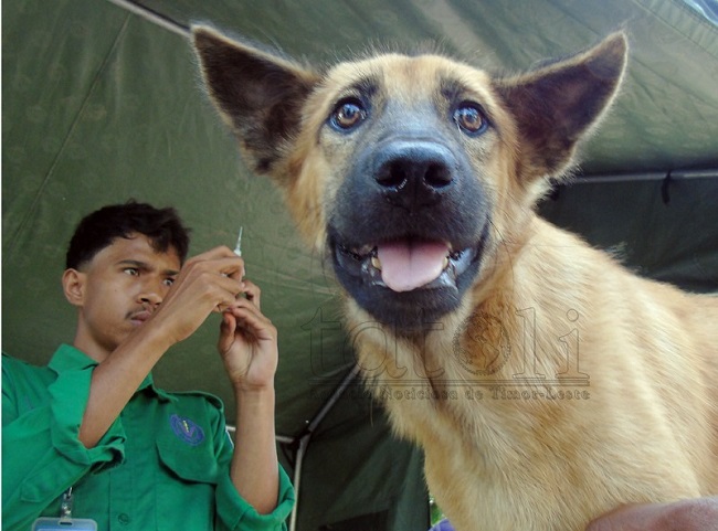 Kasus rabies : Lagi, seorang pasien meninggal di RS Rujukan Maubisse  