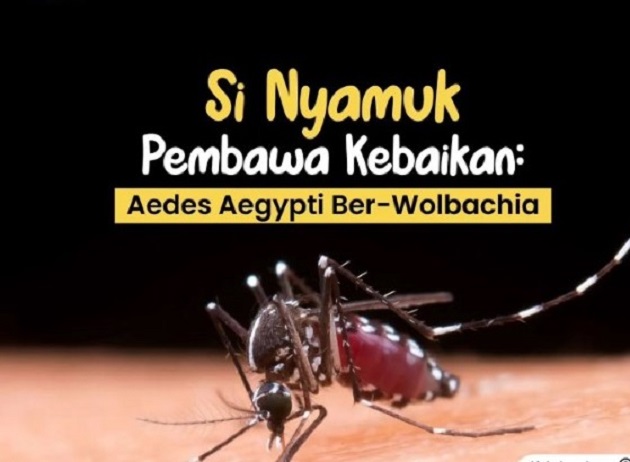 Program ber-Wolbachia : Kemenkes – Menzies telah lepas 8.141 nyamuk di Dili