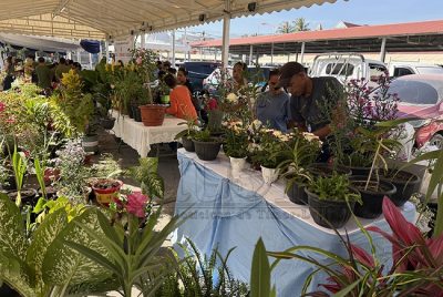 Mini Expo Florikultura : Jepang dukung pelestarian tanaman bunga asli Timor-Leste